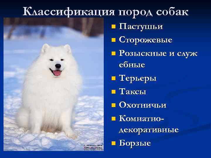 Самоедская собака – уникальная порода российского происхождения Подробная информация о самоедах Исторические сведения и детальная характеристика породы Интересные факты