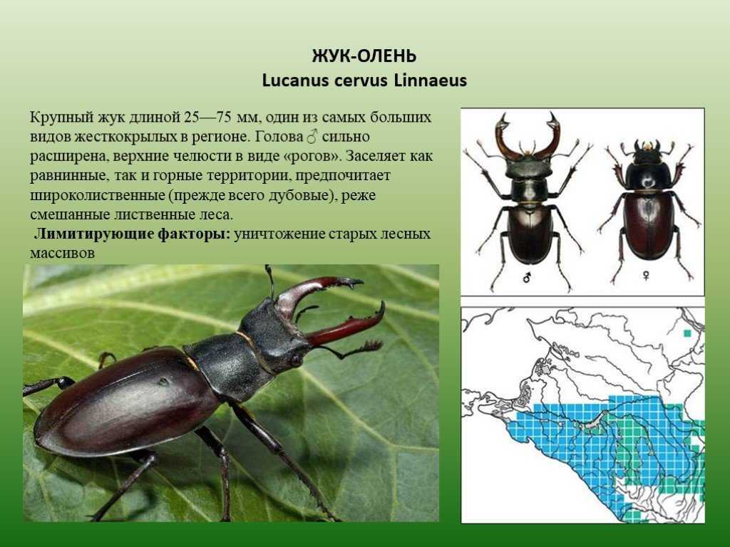 Виды жуков. классификация, особенности строения и поведения, название и фото видов жуков