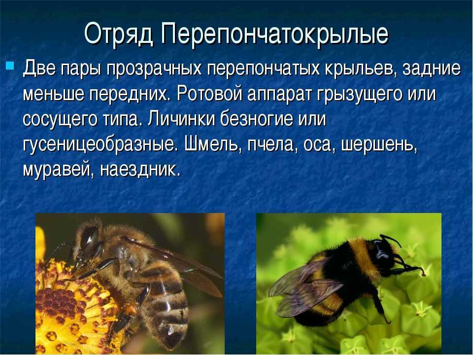 Муравьи messor (жнецы) и их содержание
