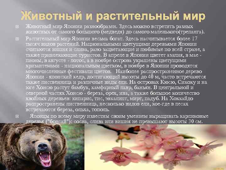 Японский кит: как выглядит, где обитаем, чем питается и интересные факты (фото)