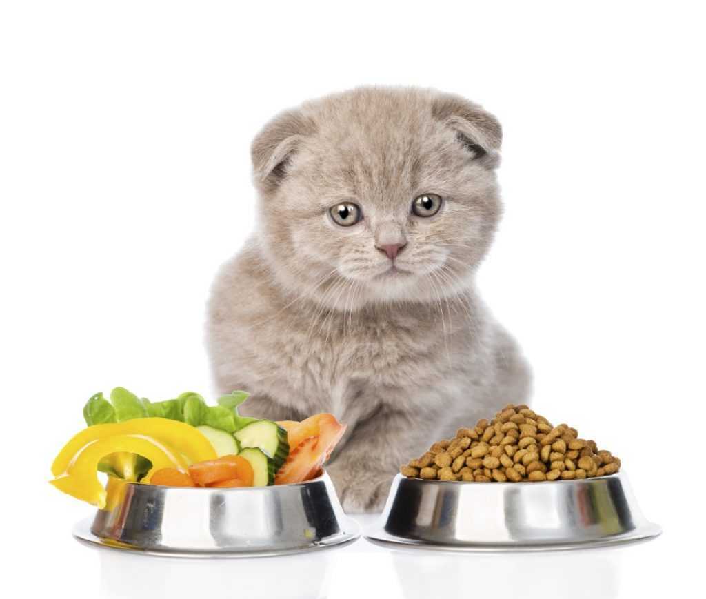 Особенности кормления 3 месячных котят: частота, продукты, рацион