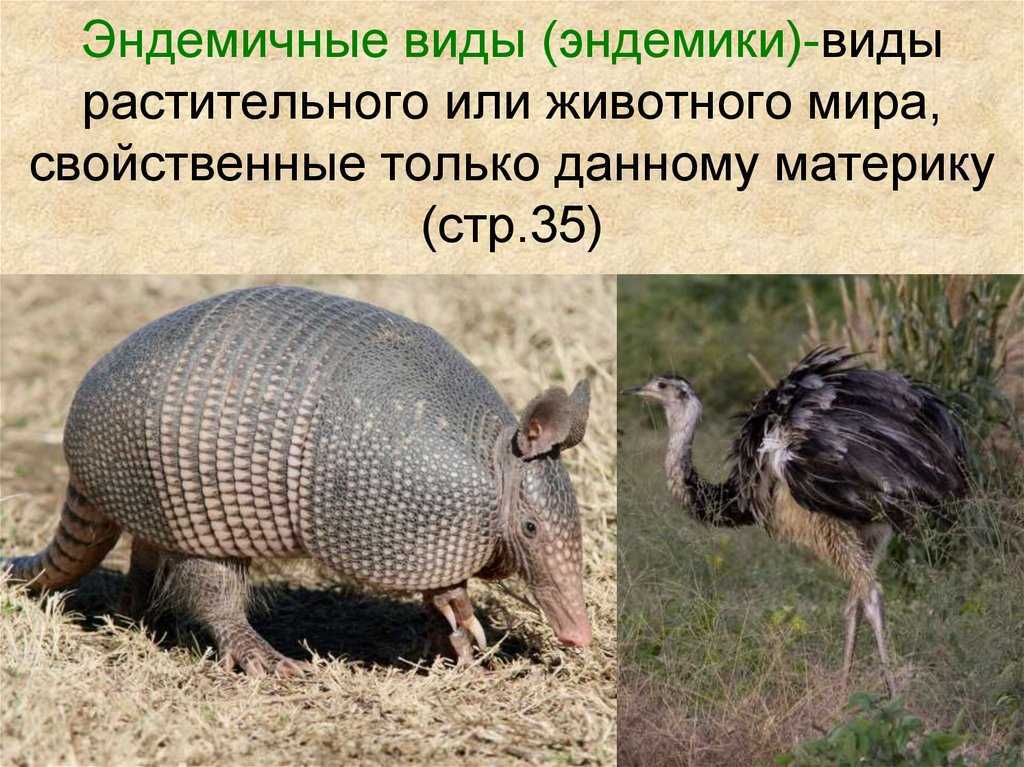 Презентация на тему "эндемики россии"