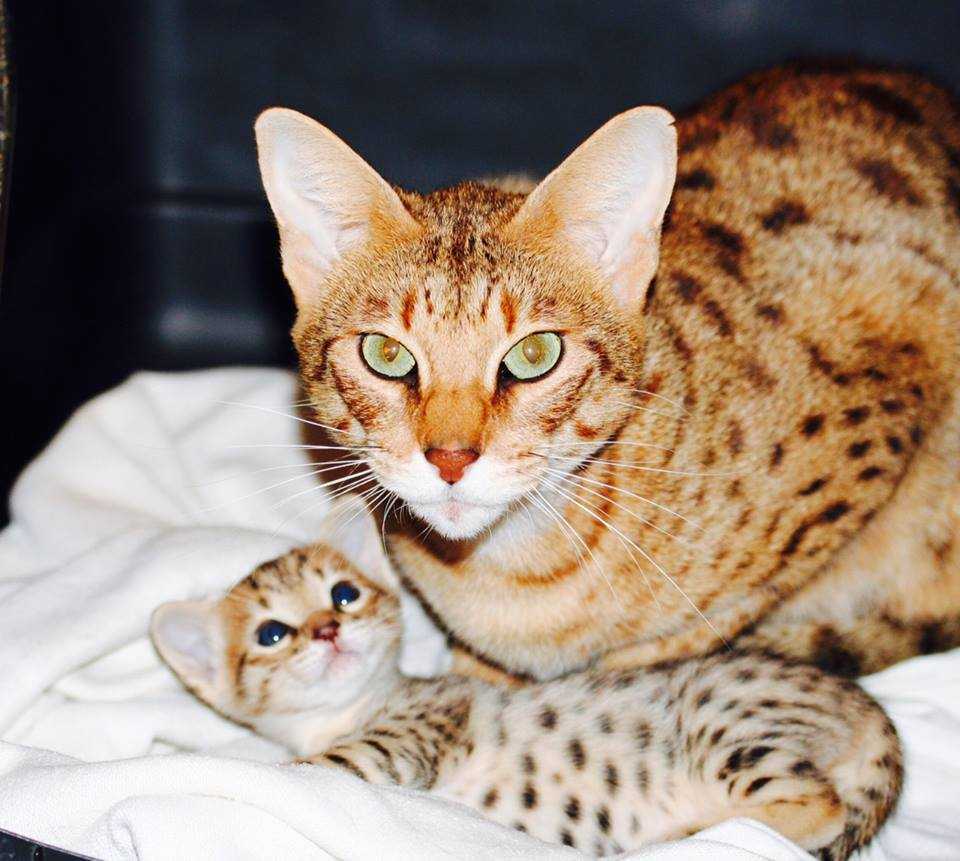 Оцикет кошка фото и описание породы ocicat
