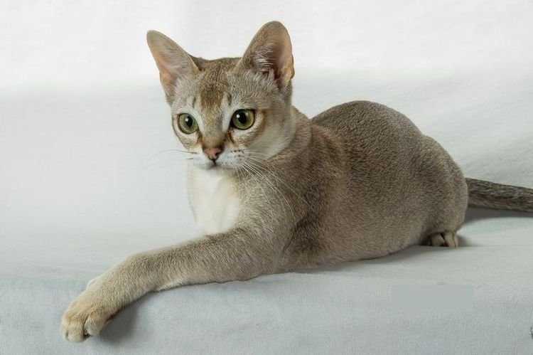 Сингапурская кошка