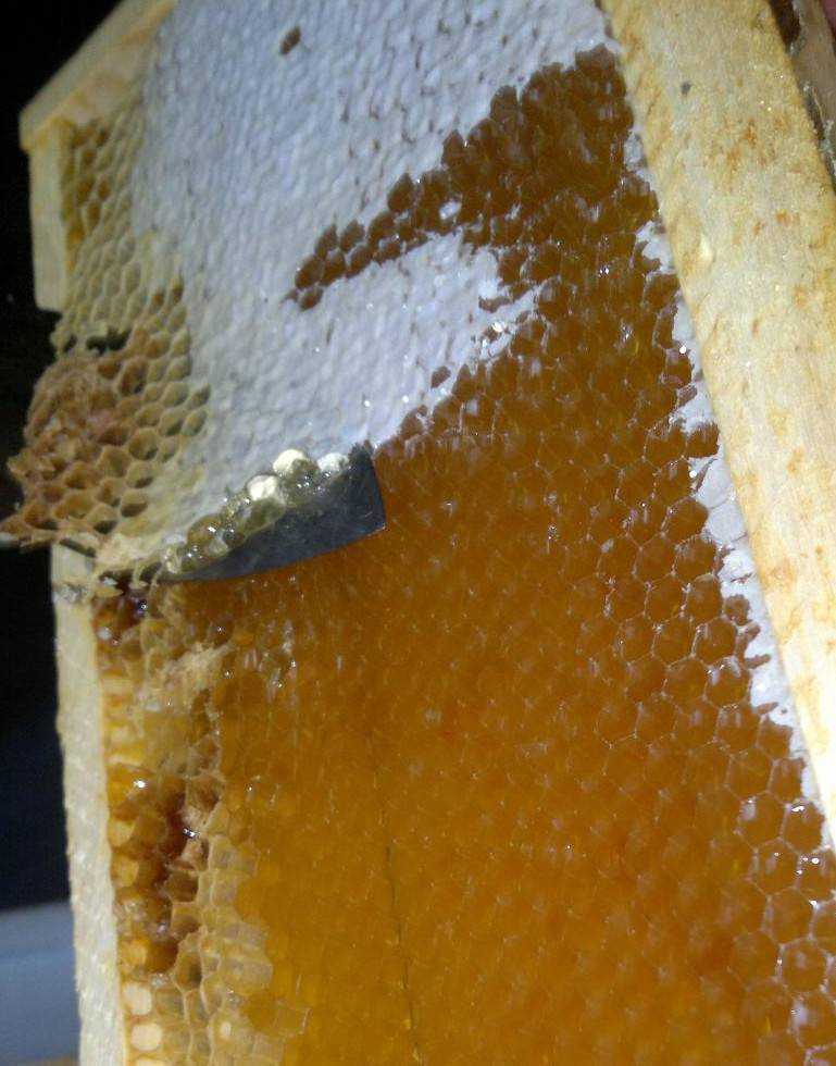 Подземные земляные пчелы: как выглядят с фото, как добыть мед, как избавиться от насекомых