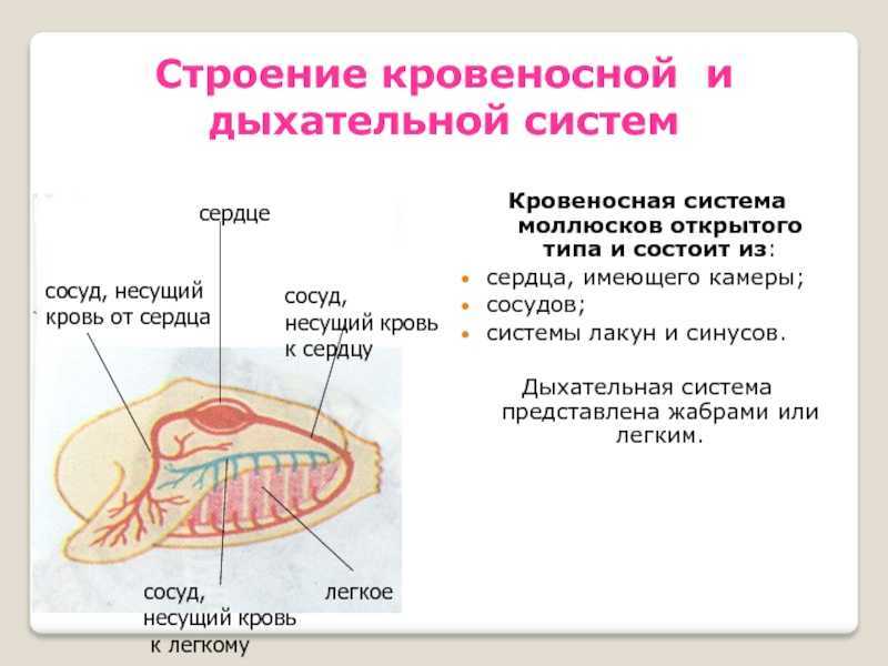 Общая характеристика брюхоногих моллюсков: особенности раковины и строения, значение брюхоногих моллюсков