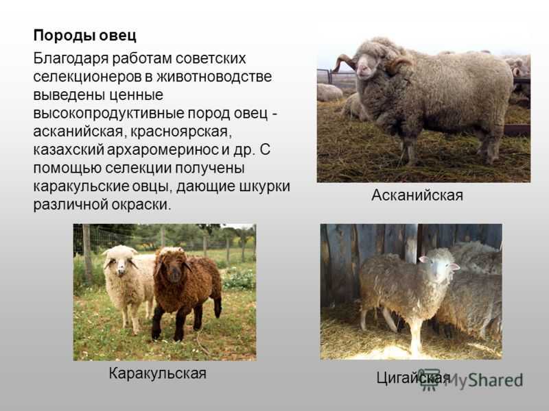 Современные виды животноводства в россии | cельхозпортал