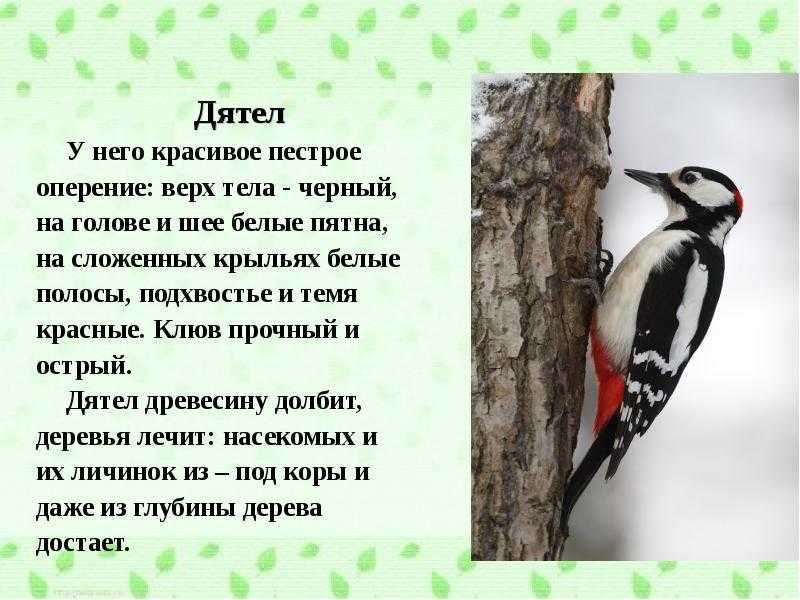 Дятел - описание птицы, особенности, чем питается, среда обитания