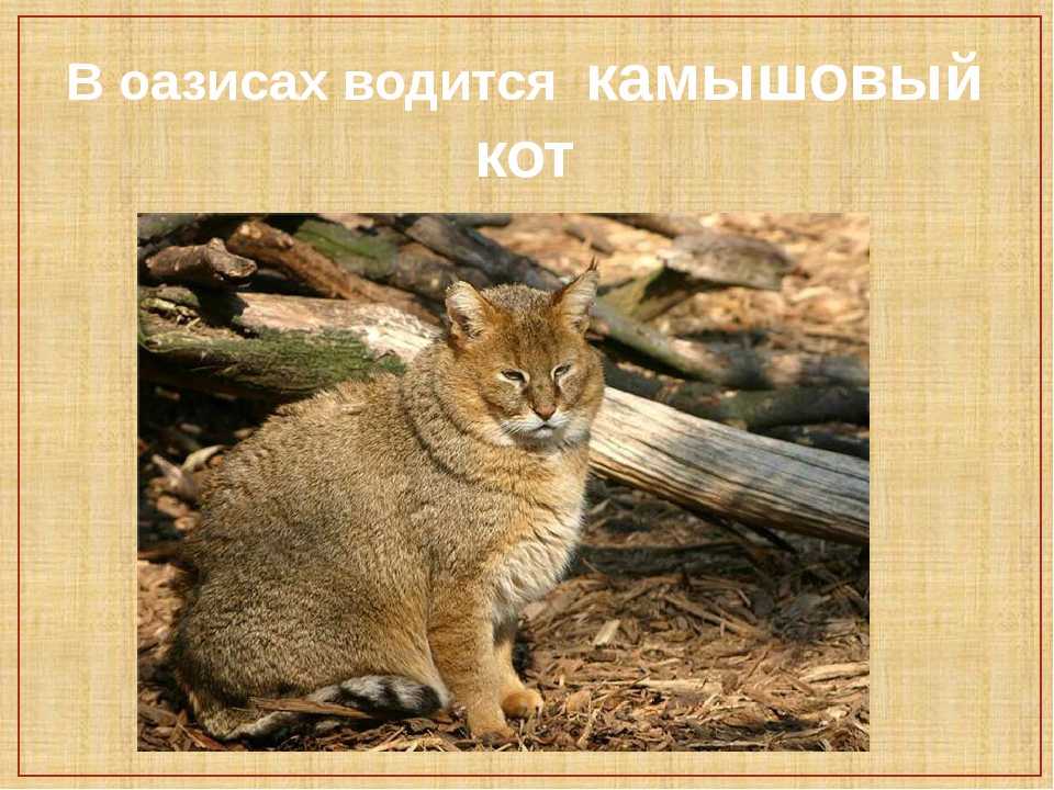 Кот чаус или камышовый кот: дикий или домашний?