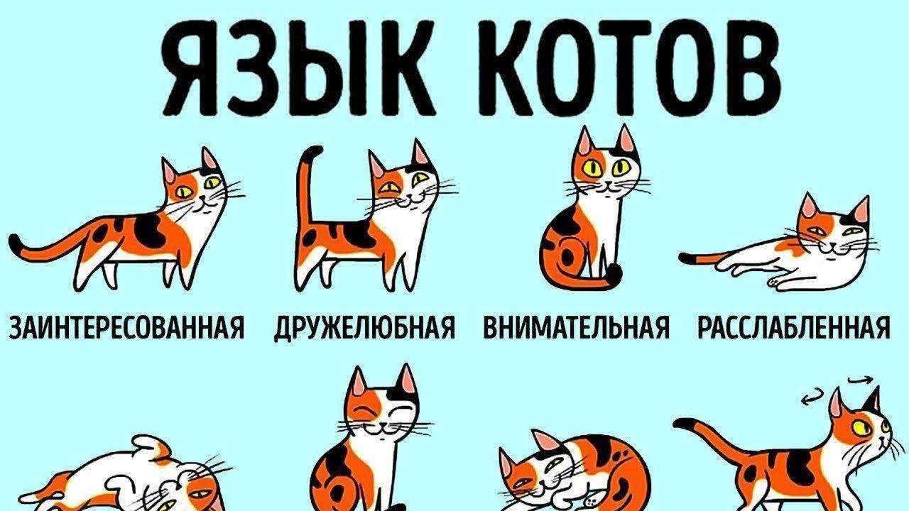 Переводчик с кошачьего языка на русский: как понять кота по звукам и жестам?