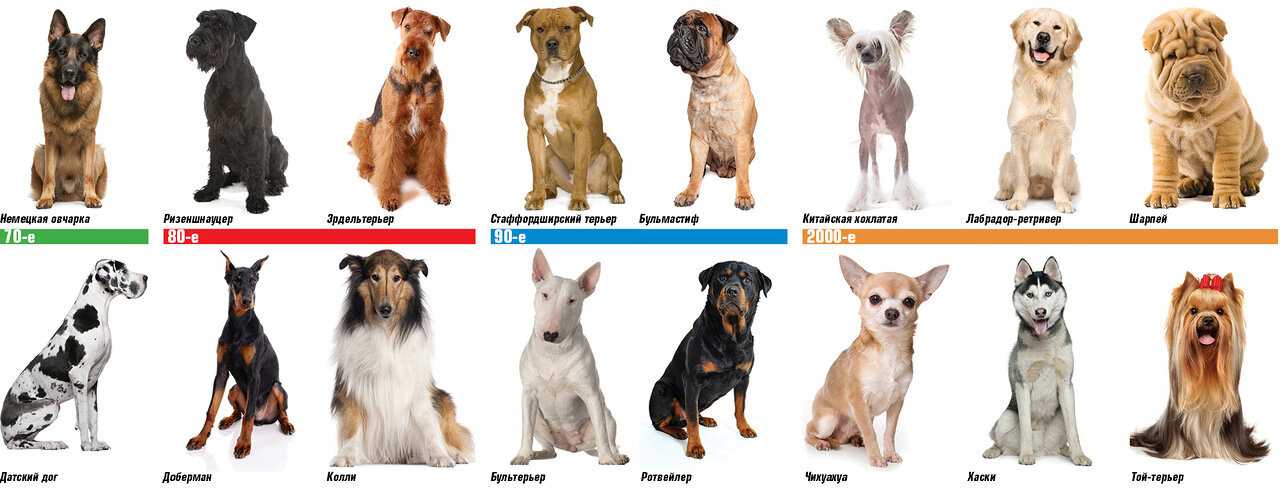 Какую породу собак выбрать для ребенка: топ 15 четверолапых нянек