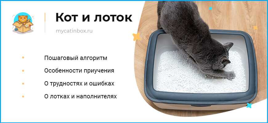 Список правил которые помогут приучить котенка к месту для сна в доме