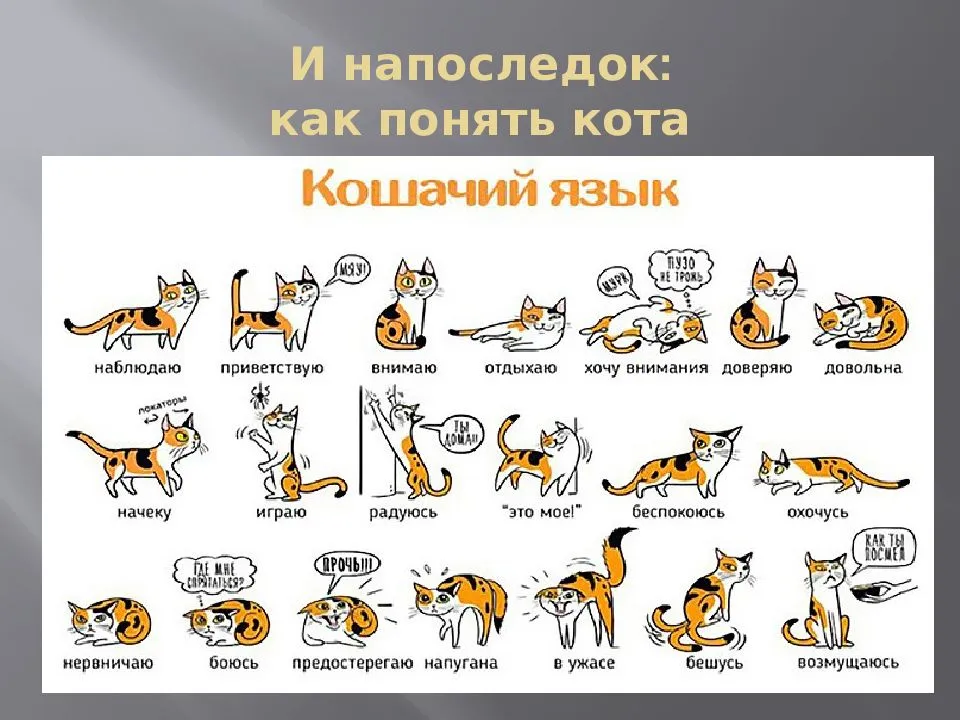Как определить поведение кошек по хвосту | кот и кошка