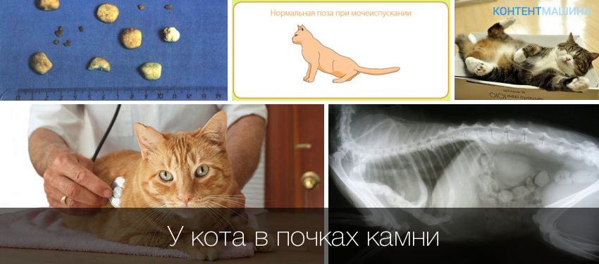 Зубной камень у кошек: причины возникновения и эффективные методы профилактики