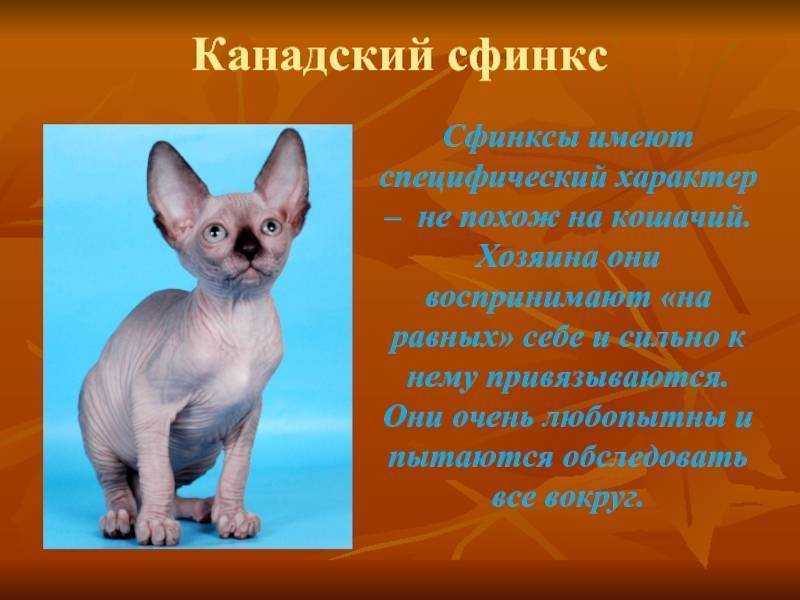 Донской сфинкс: характеристика породы, уход, содержание, покупка