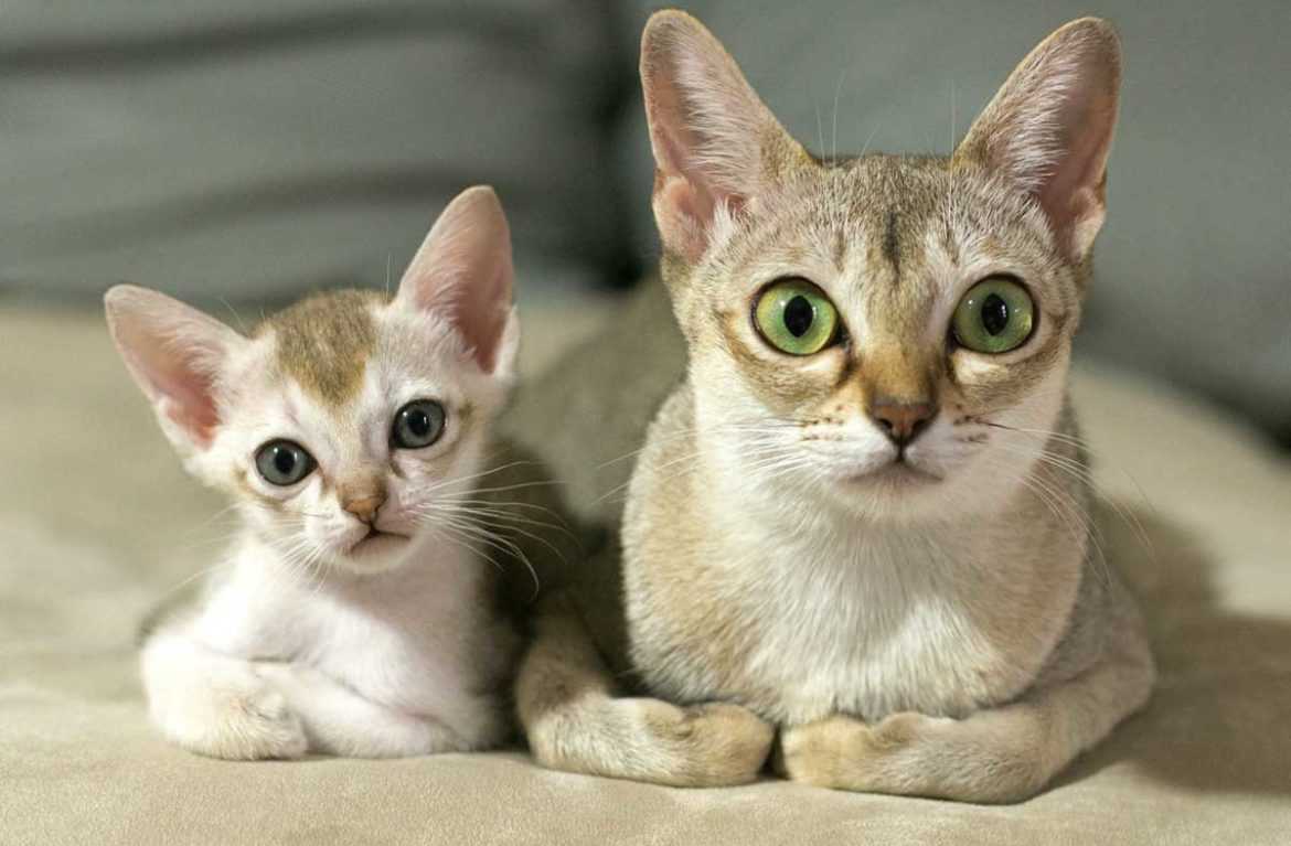 Сингапурская кошка: описание породы, фото, характер, поведение, отзывы владельцев