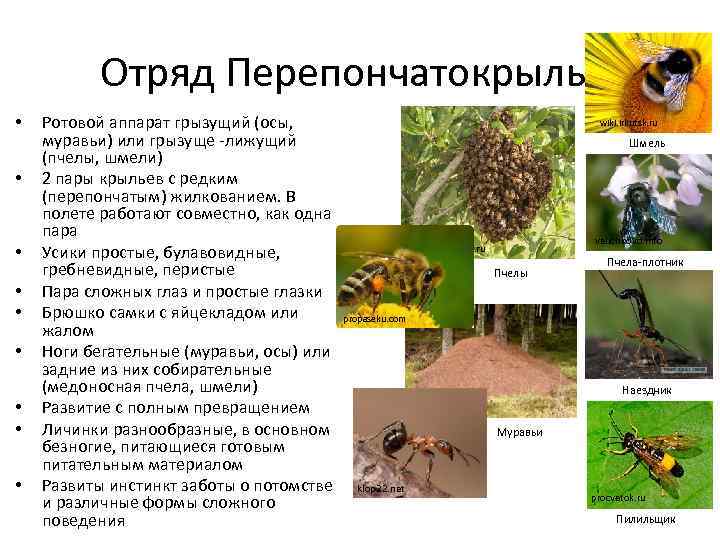 Вредители хвойных деревьев и способы борьбы с ними