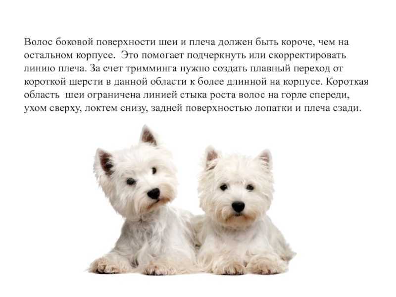 Нож для тримминга собак