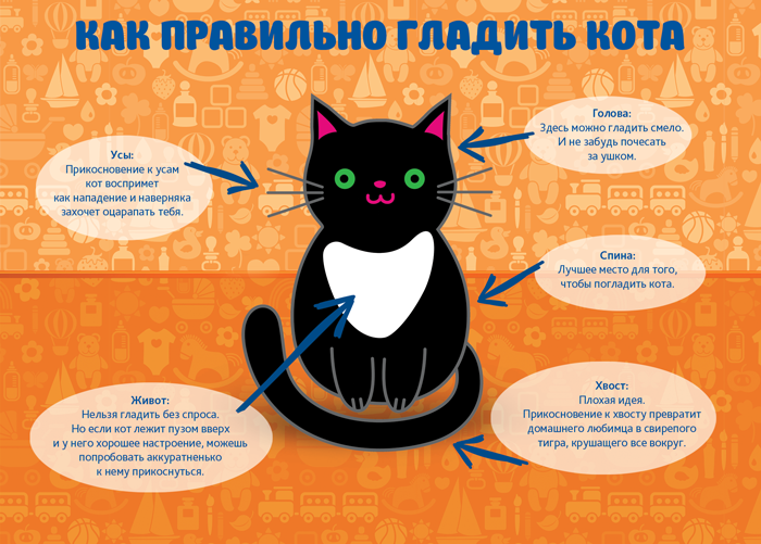 Частое мочеиспускание у кошки