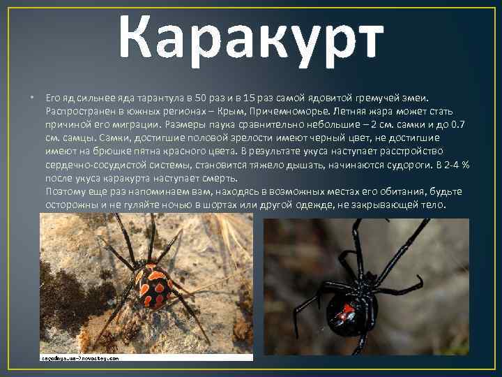 Паук-оса (аргиопа брюнниха): фото и описание, ядовитый или нет
