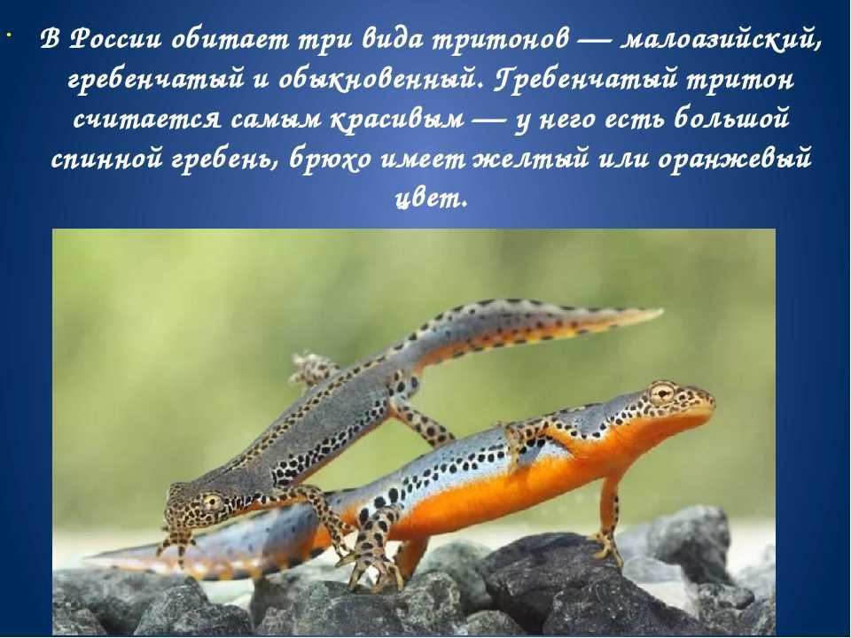 Малоазиатский тритон — облик земноводного, продолжительность жизни, среда обитания, интересные факты