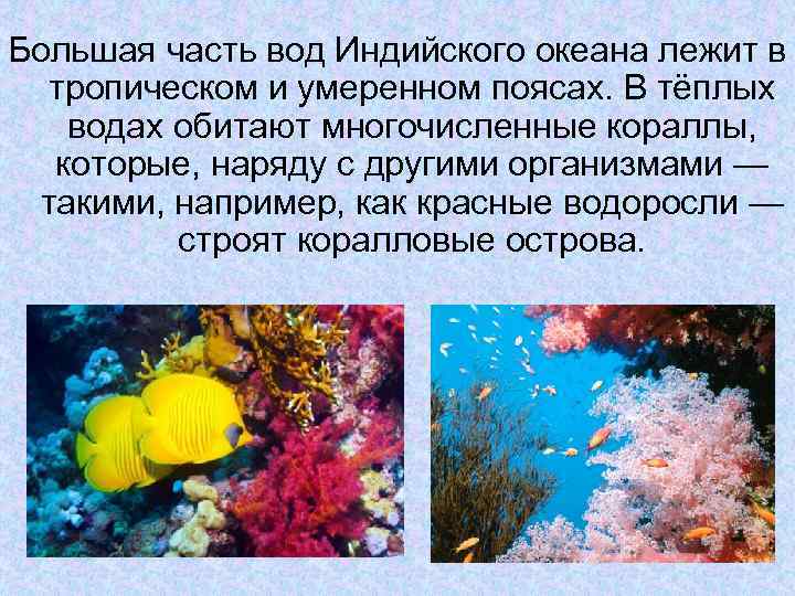 Органический мир тихого океана: флора и фауна водоема
