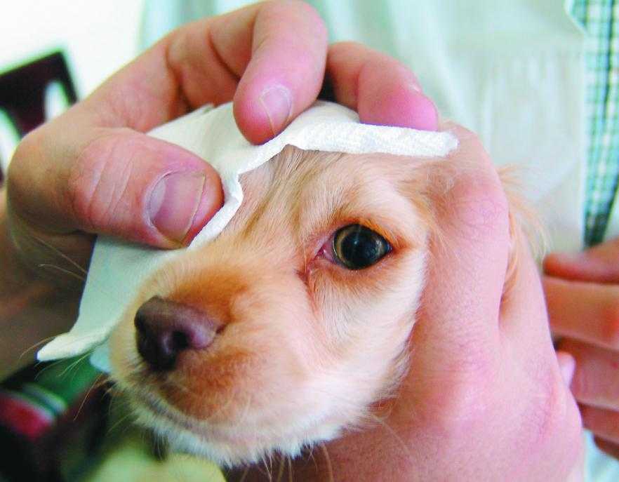 У собаки закисают и гноятся глаза: основные причины и как лечить в домашних условиях