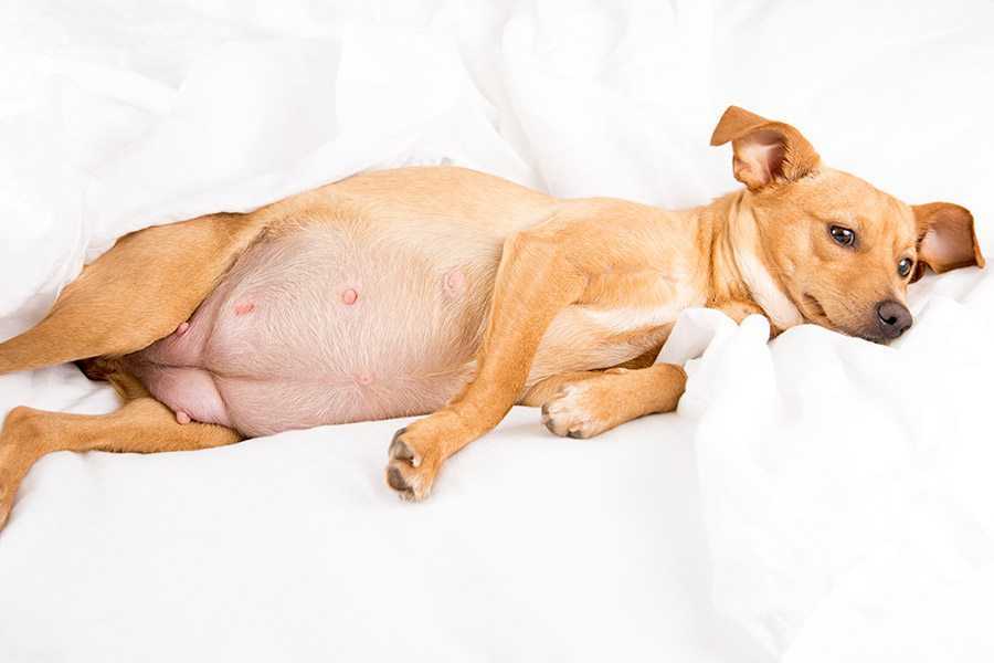 Ложная беременность у собак: лечение и симптомы