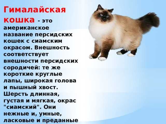 Гималайская кошка: описание и характер породы, основы ухода, фото
