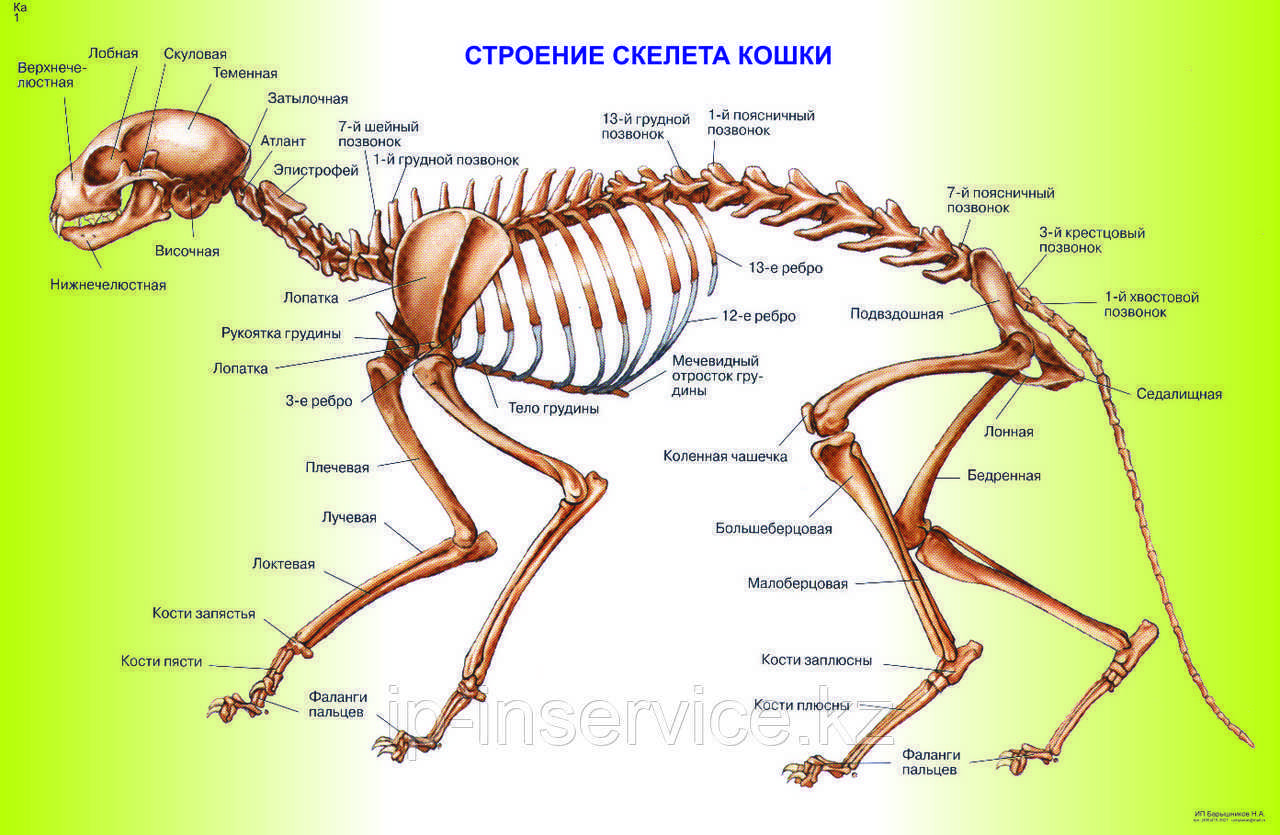 Кости кошки анатомия