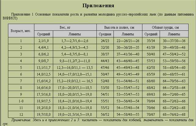 Немецкая овчарка: развитие от новорождённого до взрослого питомца