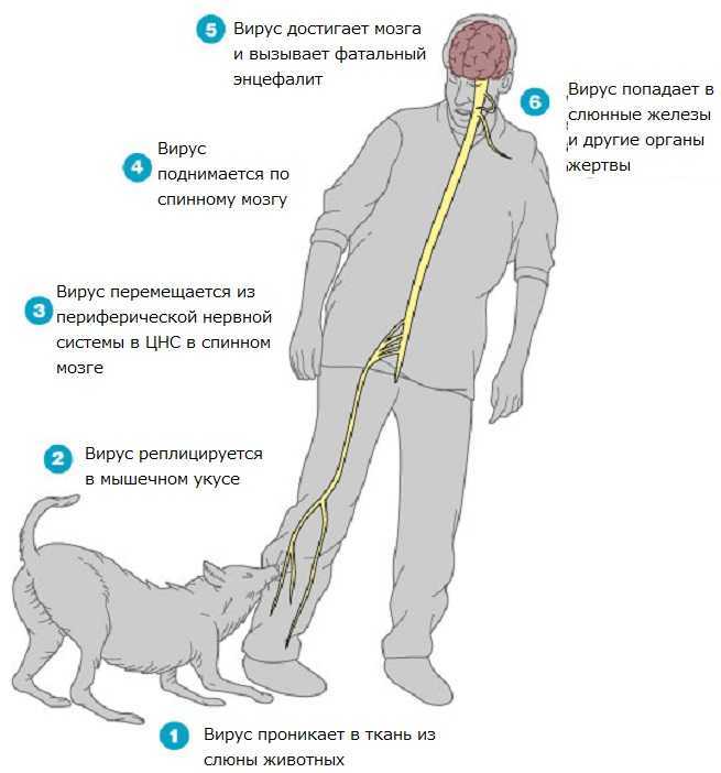 Бешенство у собак: симптомы, причины и лечение | ветмед