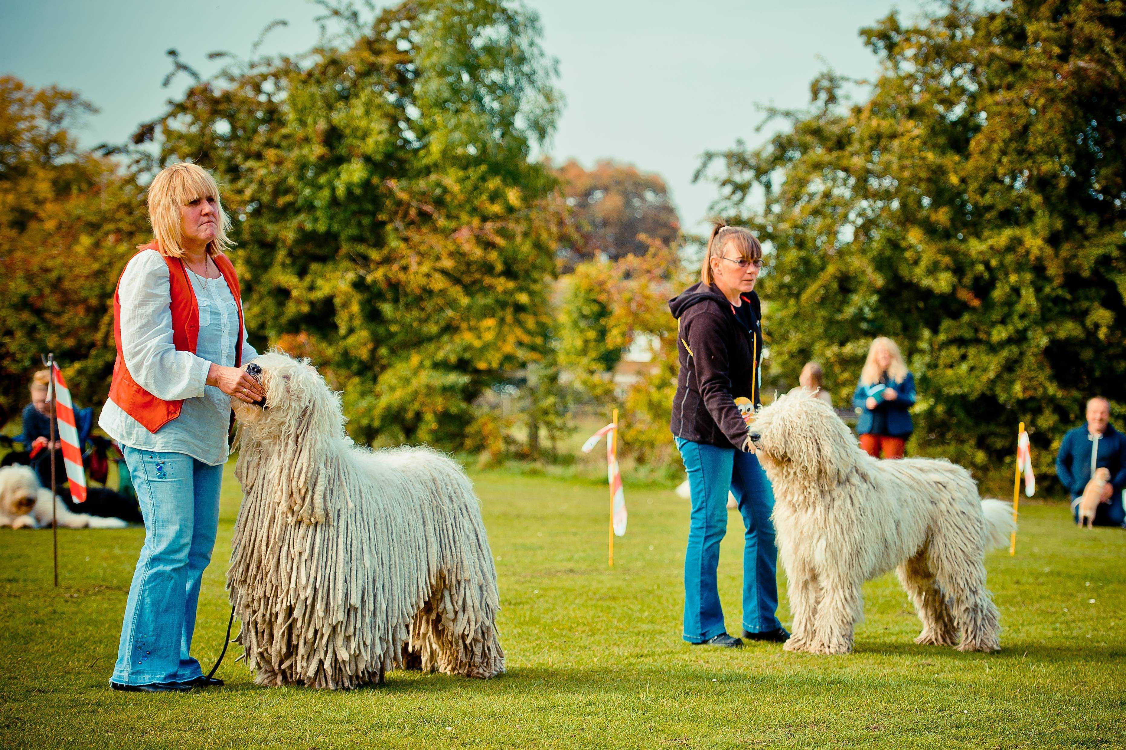 Комондор (венгерская овчарка): описание породы, характеристики и особенности