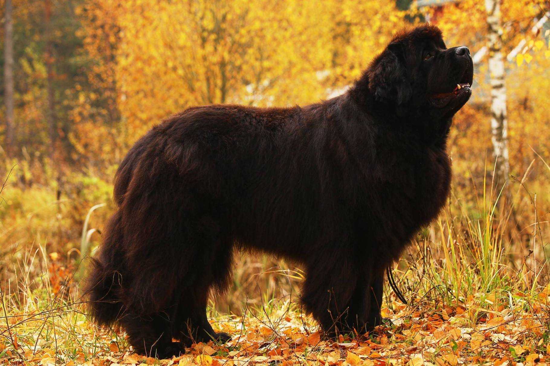 Ньюфаундленд собака. описание, особенности, виды, уход и цена породы