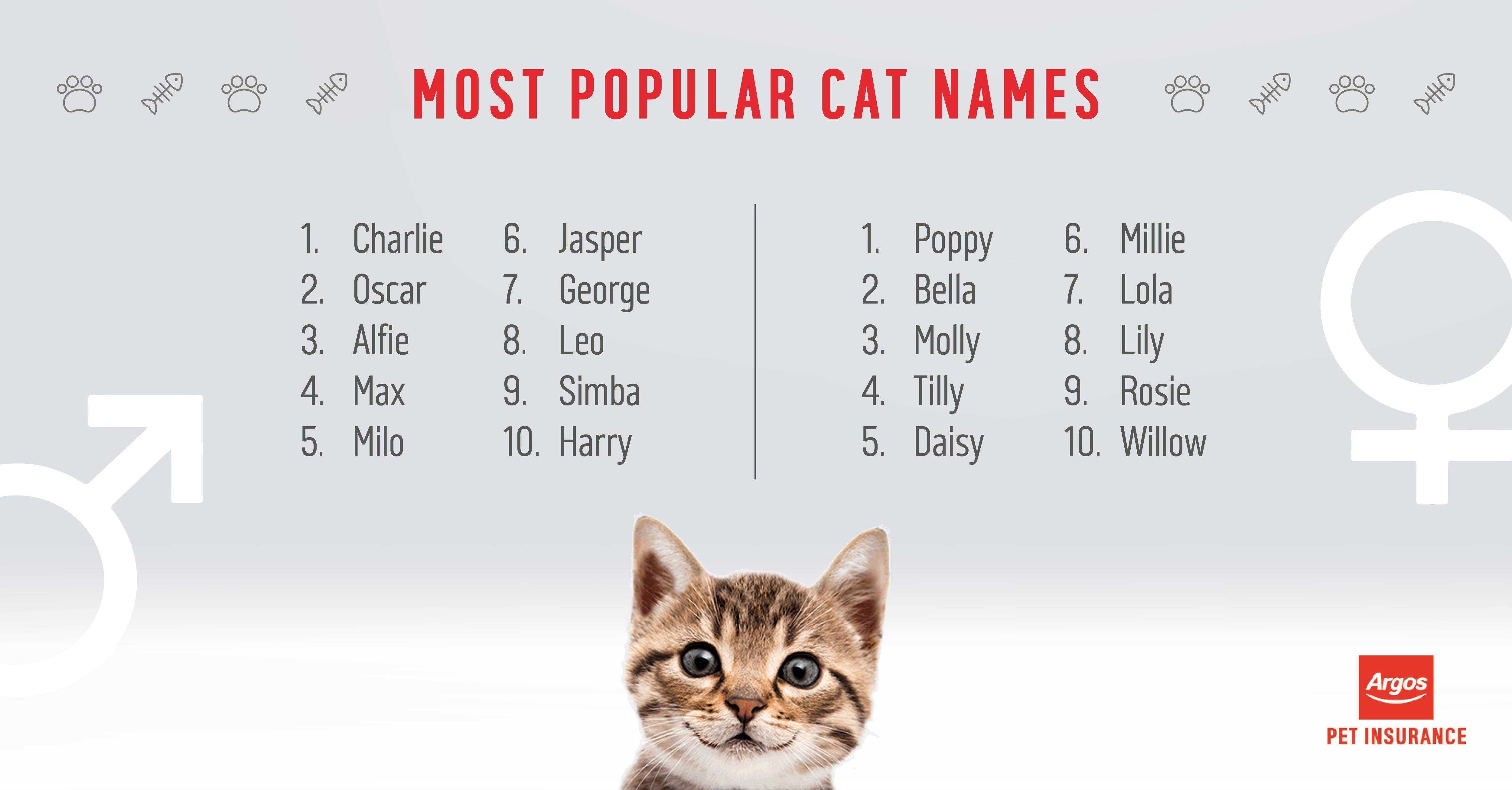 Клички для кошек девочек: 494 интересных русских имён на 2021 год