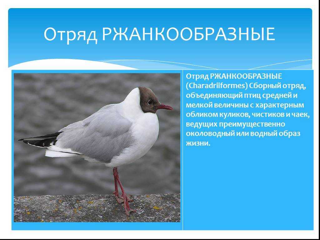 Удивительные, необычные и очень красивые клювы птиц