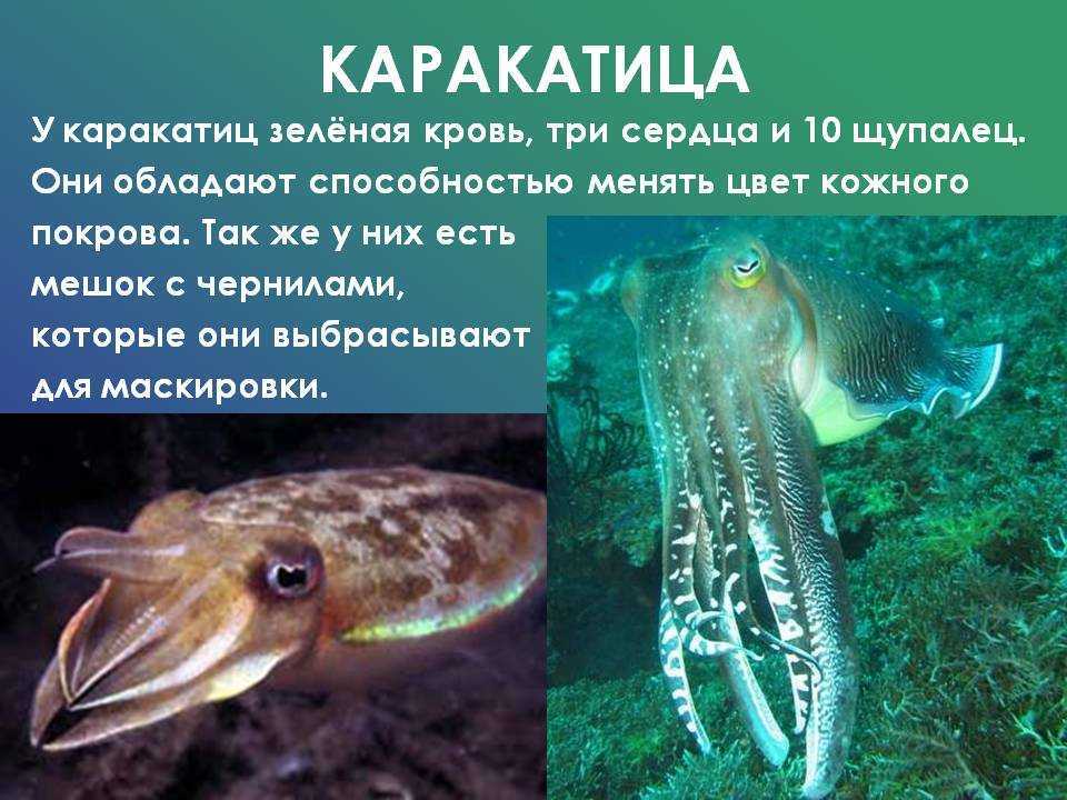 Атлантический океан. территория воды - всё о водоёмах планеты