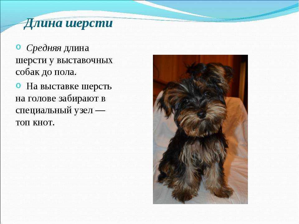 Йоркширский терьер: 155 фото и видео советы как выбрать и ухаживать за собакой