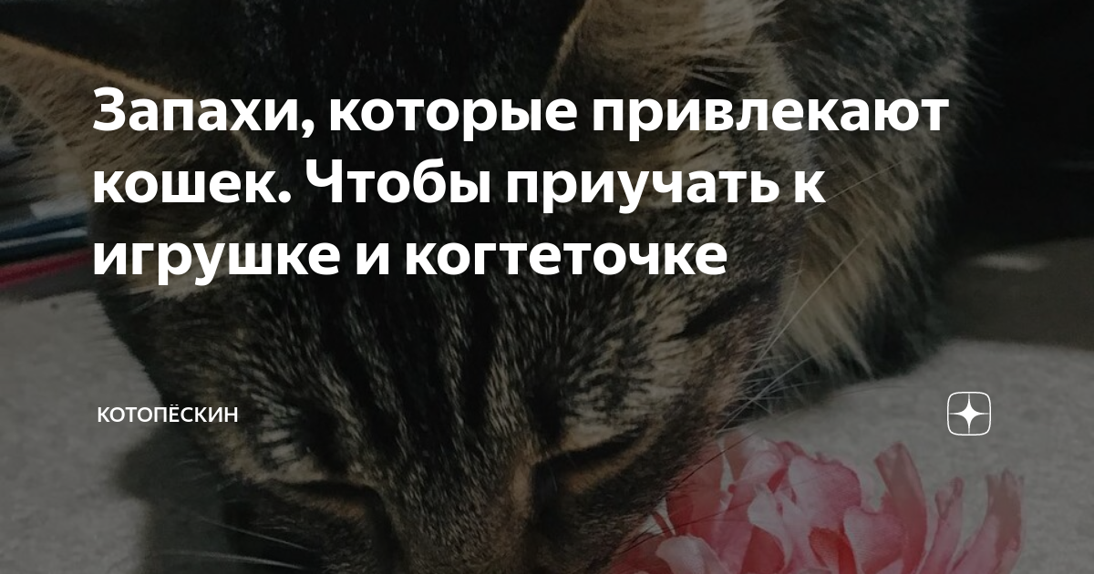Какой запах не любят кошки и в чем причина: травы, специи, продукты