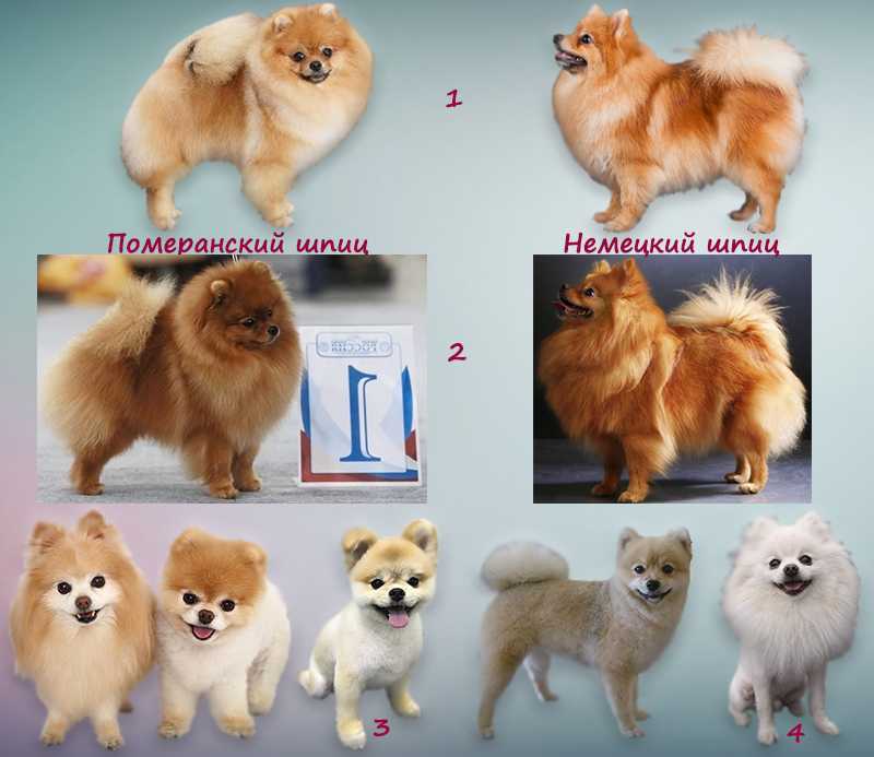 Собаки породы померанский шпиц, характерные особенности, история происхождения и стандарты породы
