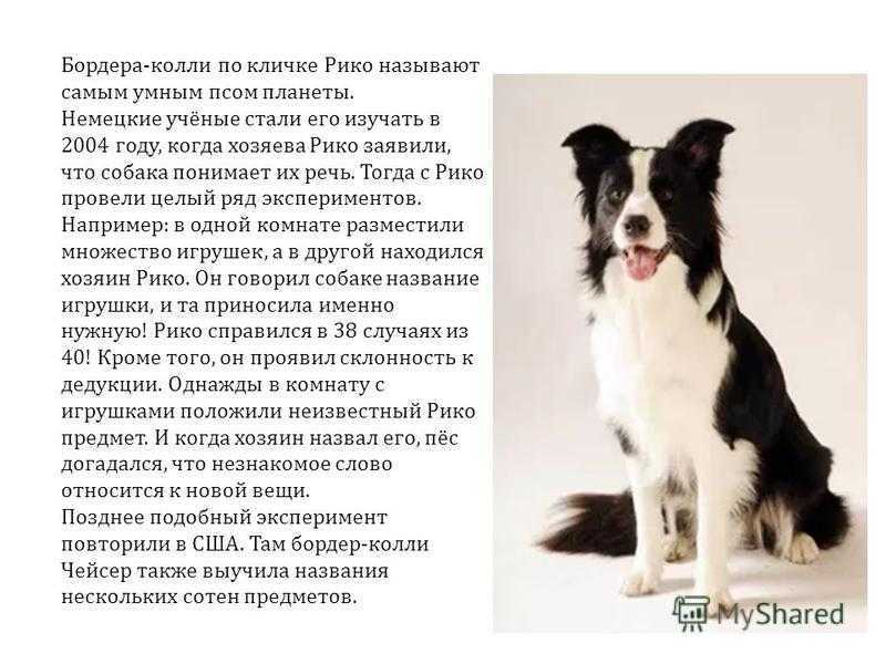 Бордер-колли – собака с интеллектом ребенка Умная, подвижная, быстро обучаемая порода становится все более популярной Ее содержание не представляет сложности, радость от общения с этими собаками не сравнится ни с чем