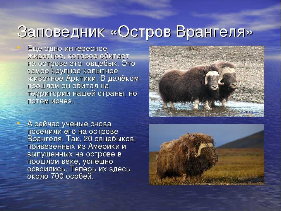 Какие животные обитают в казахстане?