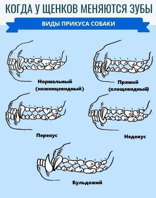 Смена зубов у вашего щенка