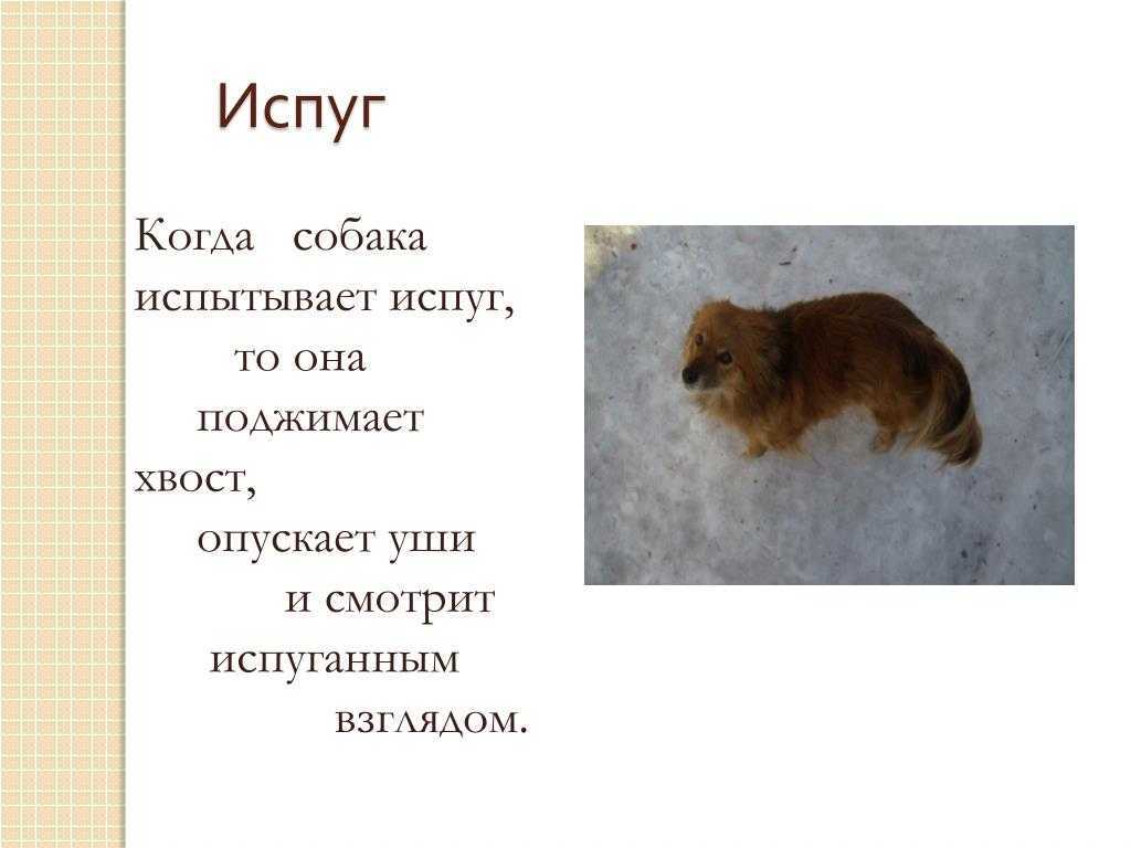 Как растут шпицы: до скольки месяцев, отклонения от нормы