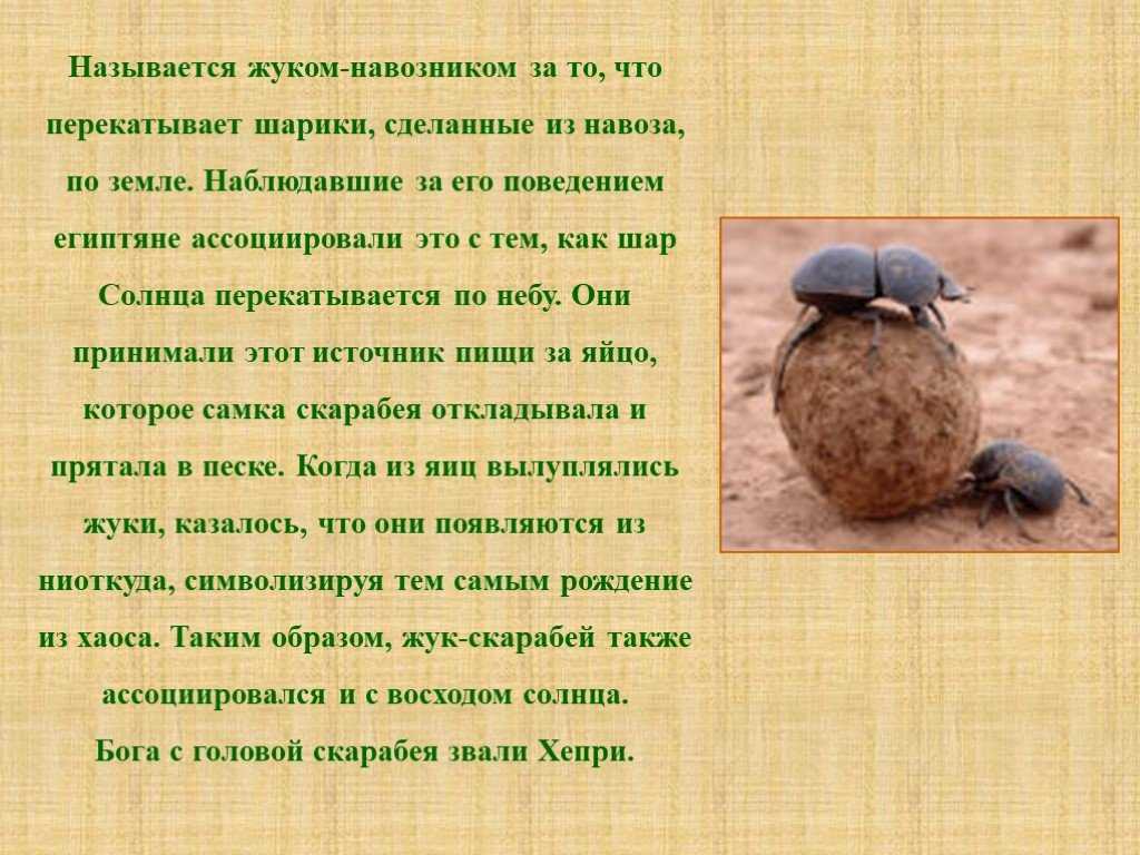 Навозник обыкновенный (coprinopsis cinerea или coprinus cinereus): фото и описание гриба