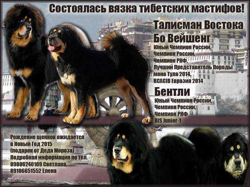 Тибетский мастиф: характеристика породы, описание, фото и отзывы