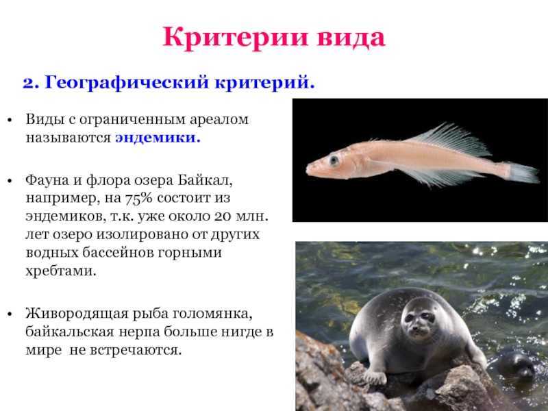 15 животных, которых можно встретить только в определенных местах