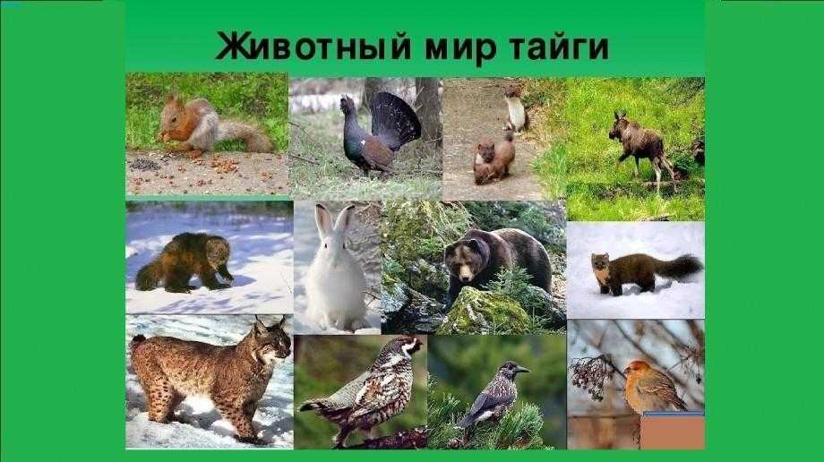 Растения и животные сибири, занесенные в красную книгу - все о наших питомцах - 11 августа - 43091457286 - медиаплатформа миртесен
