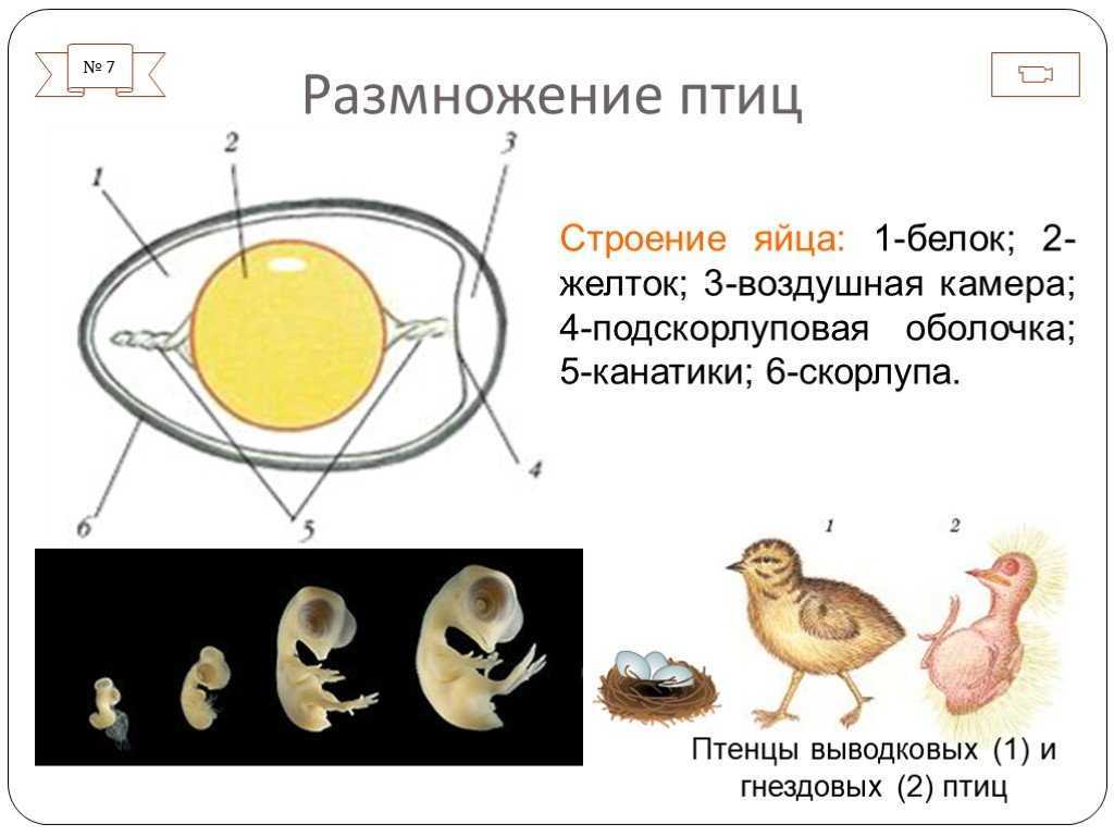 Размножение и развитие птиц (биология, 7 класс): строение яйца и зародыша