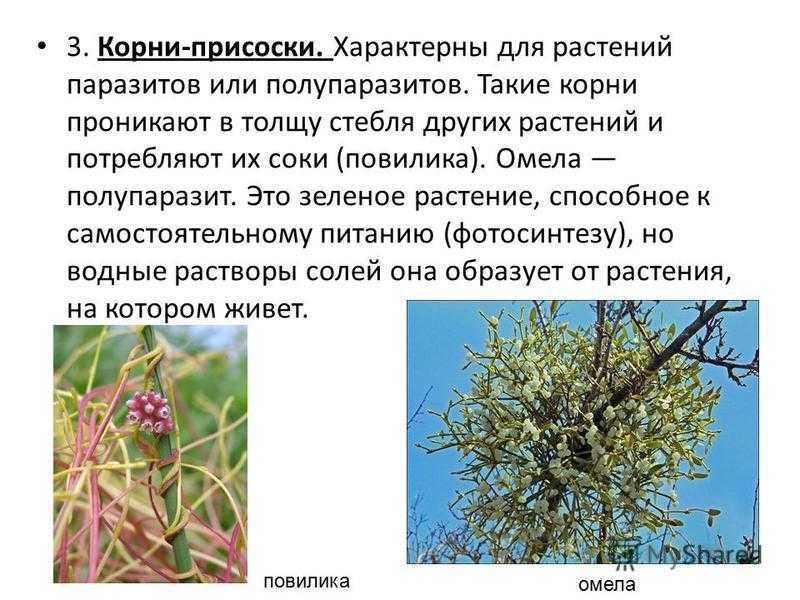 Растения паразиты - примеры с фото